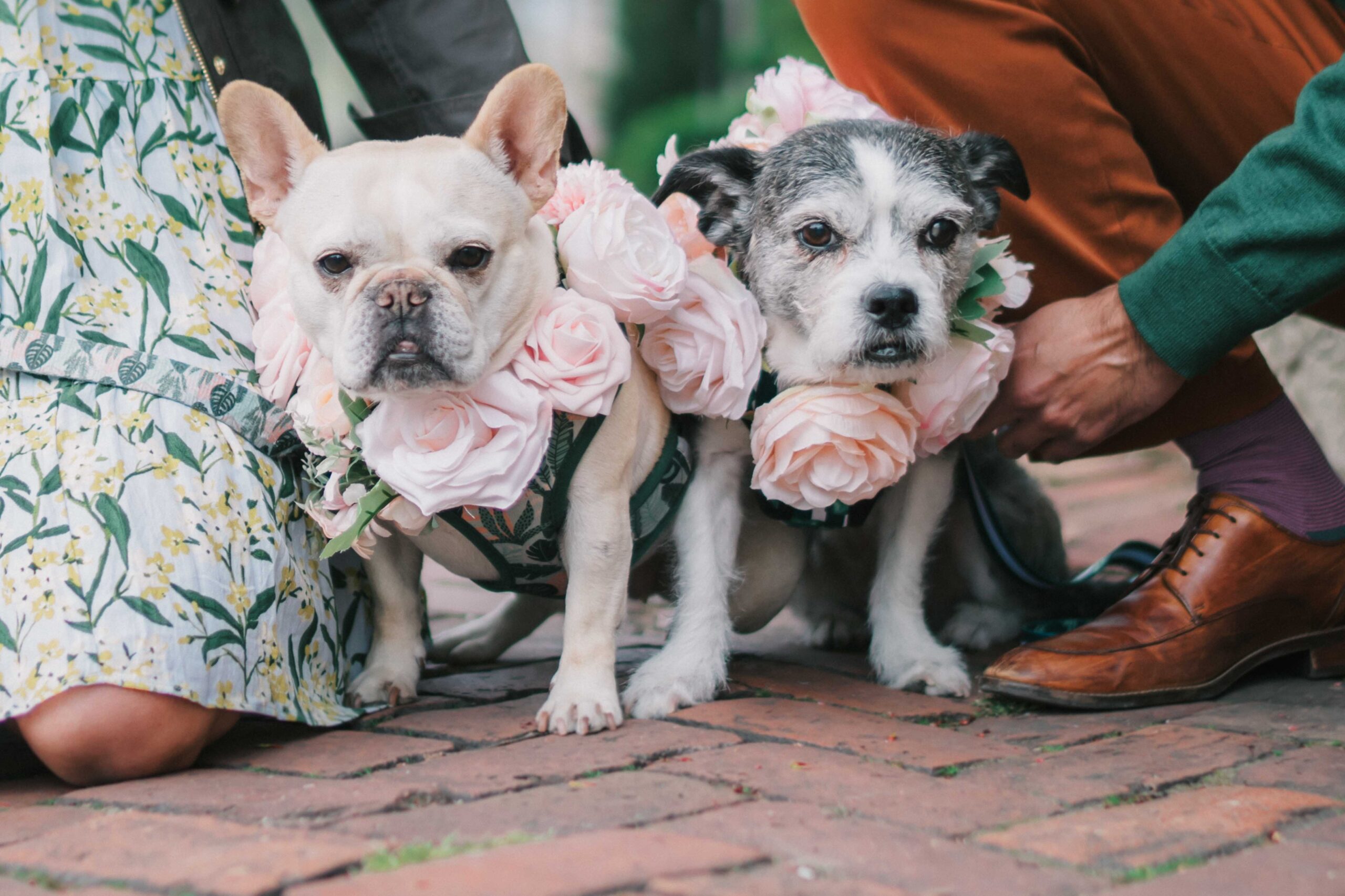 old town Alexandria engagement photo with two dogs and their flower rings